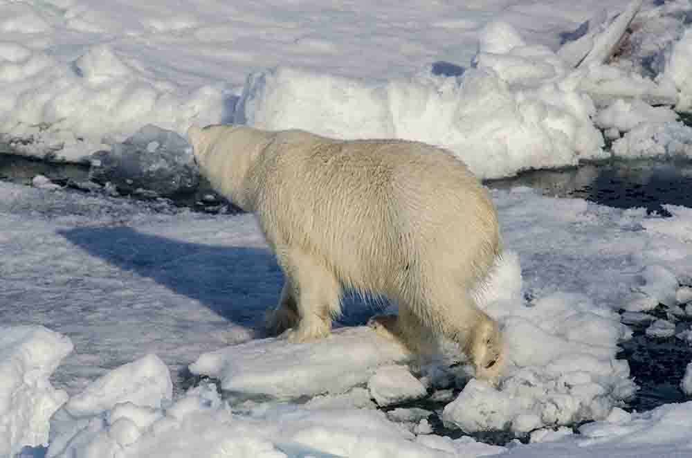 Oso Polar - islas Svalbard - Noruega 13.jpg
